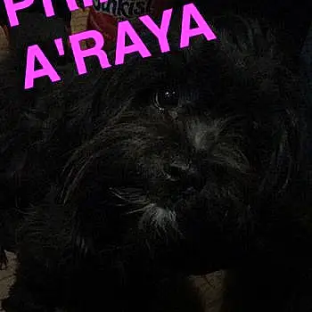 Princess Araya