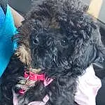 Dog, Water Dog, Carnivore, Dog breed, Collar, Companion dog, Toy Dog, Dog Collar, Snout, Terrier, Furry friends, Working Animal, Poodle, Canidae, Labradoodle, Maltepoo, Magenta, Non-sporting Group, Liver