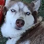 Head, Dog, Eyes, Dog breed, Carnivore, Jaw, Sled Dog, Whiskers, Terrestrial Animal, Snout, Wolf, Working Animal, Companion dog, Siberian Husky, Furry friends, Canidae, Canis, Working Dog