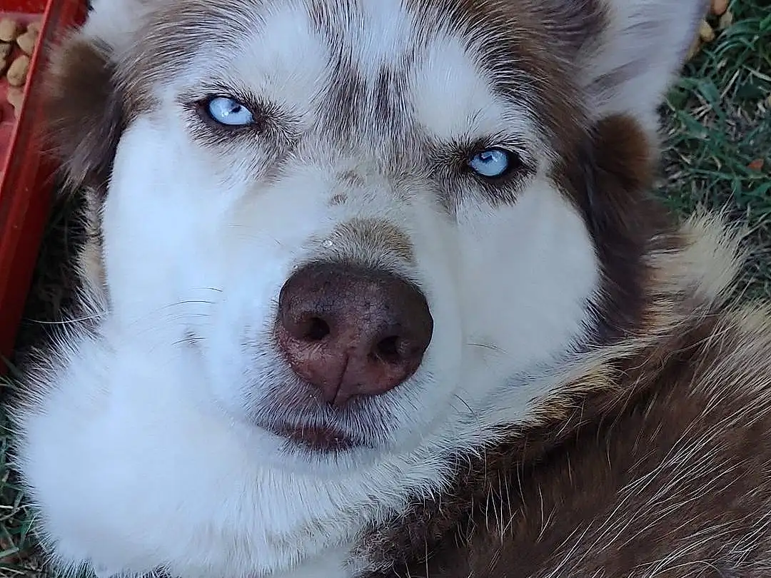 Head, Dog, Eyes, Dog breed, Carnivore, Jaw, Sled Dog, Whiskers, Terrestrial Animal, Snout, Wolf, Working Animal, Companion dog, Siberian Husky, Furry friends, Canidae, Canis, Working Dog