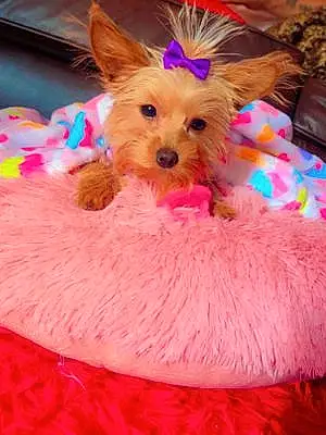 Name Yorkshire Terrier Dog Indica