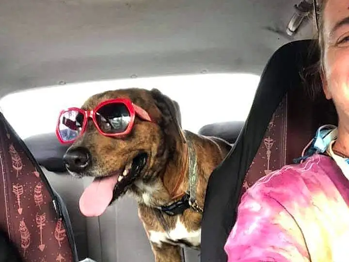Dog, Vroom Vroom, Seat Belt, Vehicle, Carnivore, Vision Care, Eyewear, Car Seat Cover, Goggles, Head Restraint, Vehicle Door, Car Seat, Companion dog, Car, Automotive Design, Personal Luxury Car, Thigh, Auto Part, Sunglasses, Air Travel