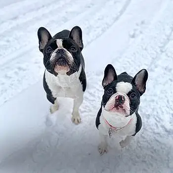 Lilo And Stitch The Frenchies
