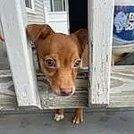 Dog, Carnivore, Wood, Dog breed, Working Animal, Fawn, Whiskers, Companion dog, Snout, Window, Pet Supply, Chihuahua, Dog Supply, Toy Dog, Street dog, Terrestrial Animal, Tail, Animal Shelter, Canidae