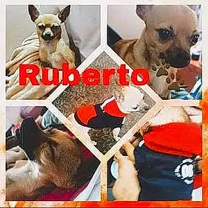 Chihuahua Dog Ruberto