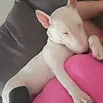 Dog, Eyes, Dog breed, Carnivore, Ear, Gesture, Pink, Fawn, Companion dog, Comfort, Snout, Tail, Bull Terrier, Canidae, Working Animal, Magenta, Carmine, Human Leg, Terrestrial Animal, Pattern