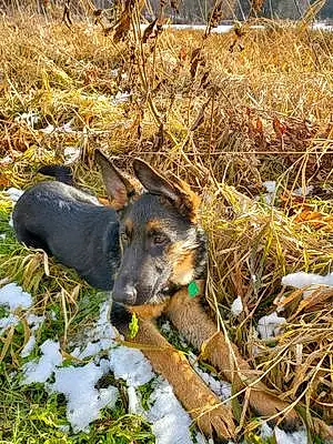 Name German Shepherd Dog Ringo