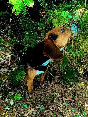 Beagle Dog Marrow