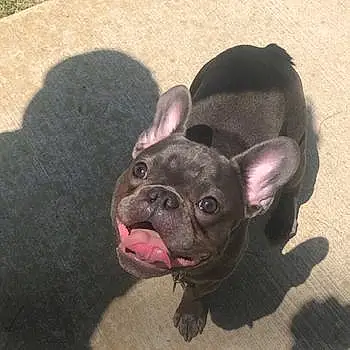 Pickle The French-bulldog