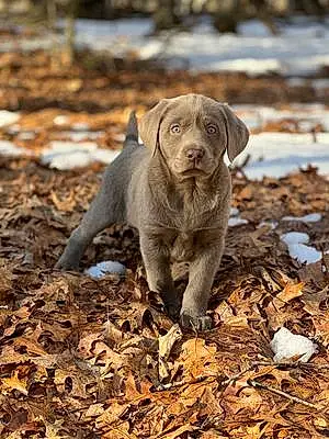 Firstname Labrador Retriever Dog Gus