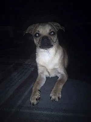 Name Chihuahua Dog Rosco