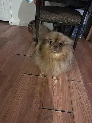 Pomeranian Dog Chewi