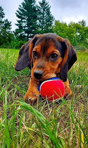 Name Beagle Dog Kimber