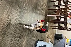 Name Beagle Dog Ringo