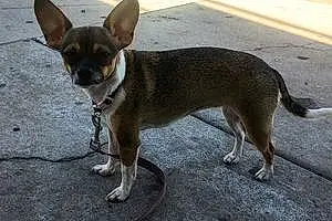 Name Chihuahua Dog Mia
