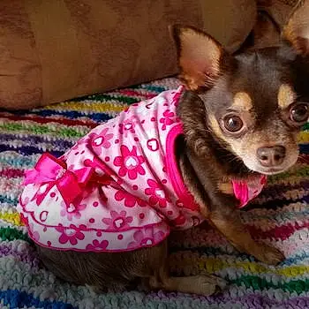 Angel The Rescue Chihuahua