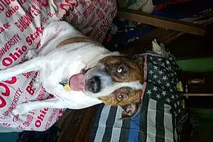 Name Beagle Dog Shilo