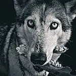 Dog, Eyes, Flash Photography, Jaw, Carnivore, Dog breed, Wolf, Whiskers, Style, Terrestrial Animal, Snout, Art, Black & White, Monochrome, Darkness, Close-up, Sled Dog, Canis, Furry friends, Canidae