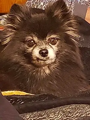 Name Pomeranian Dog Gizmo