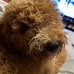 Dog, Dog breed, Carnivore, Water Dog, Companion dog, Toy Dog, Snout, Terrier, Poodle, Television, Furry friends, Small Terrier, Working Animal, Canidae, Dog Collar, Poodle Crossbreed, Labradoodle, Maltepoo, Yorkipoo