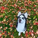 Dog, Plant, Leaf, Carnivore, Botany, Dog breed, Grass, Fawn, Companion dog, Groundcover, Tree, Flower, Petal, Carmine, Terrestrial Animal, Shrub, Flowering Plant, Coquelicot, Dog Supply, Herbaceous Plant