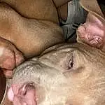 Dog, Jaw, Carnivore, Dog breed, Fawn, Companion dog, Whiskers, Comfort, Snout, Working Animal, Furry friends, Wrinkle, Suidae, Flesh, Terrestrial Animal, Guard Dog, Canidae, Domestic Pig, Non-sporting Group