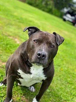 Name Pitt Bull Terrier Dog Papi