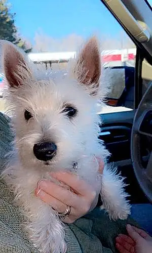 Name West Highland White Terrier Dog Marshmallow