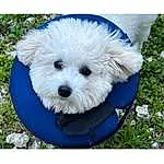 Dog, Plant, Dog breed, Carnivore, Dog Supply, Companion dog, Toy, Grass, Pet Supply, Toy Dog, Electric Blue, Font, Canidae, Pattern, Circle, Collar, Poodle, Maltepoo, Non-sporting Group