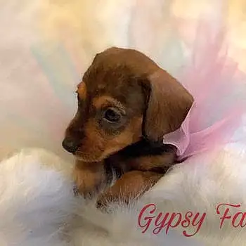 Gypsy Faye