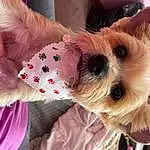 Dog, Dog Supply, Dog Clothes, Carnivore, Sunglasses, Pink, Fawn, Companion dog, Working Animal, Dog breed, Toy Dog, Snout, Yorkshire Terrier, Whiskers, Event, Small Terrier, Collar, Fashion Accessory, Furry friends, Terrier