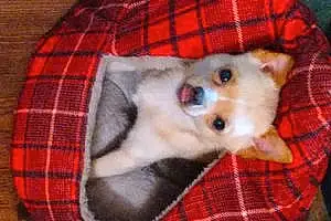 Pomeranian Dog Baby