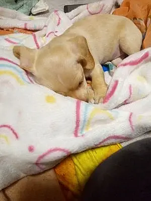 Name Chihuahua Dog Dolly