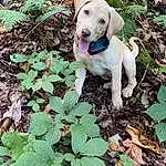 Plant, Dog, Carnivore, Dog breed, Companion dog, Fawn, Grass, Groundcover, Tail, Snout, Collar, Annual Plant, Soil, Canidae, Pet Supply, Dog Collar, Working Animal, Herb, Gun Dog