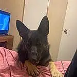 Dog, Dog breed, Carnivore, Comfort, Companion dog, Snout, Herding Dog, Furry friends, Whiskers, Computer Monitor, Canidae, Room, Display Device, Television, Peripheral, Working Dog, Working Animal, German Shepherd Dog, Guard Dog