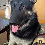Dog, Carnivore, Dog breed, Table, Companion dog, Working Animal, Snout, Herding Dog, Furry friends, Whiskers, Pet Supply, Working Dog, Canidae, King Shepherd, Non-sporting Group