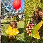 Dog, Dog breed, Carnivore, Grass, Balloon, Plant, Fawn, Companion dog, Tree, Leisure, Happy, People In Nature, Liver, Art, Lawn, Dog Supply, Fun, Grassland, Canidae