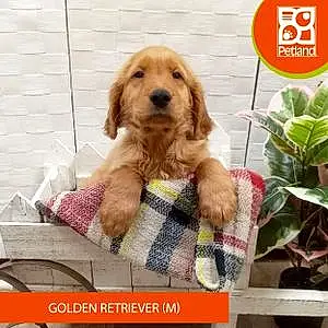 Golden Retriever Dog Duke