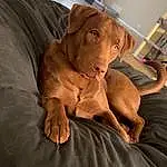 Dog, Comfort, Dog breed, Carnivore, Working Animal, Liver, Fawn, Companion dog, Wrinkle, Wood, Snout, Furry friends, Canidae, Toy, Hardwood, Room, Linens, Whiskers