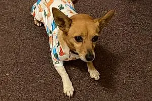 Name Chihuahua Dog Queenie