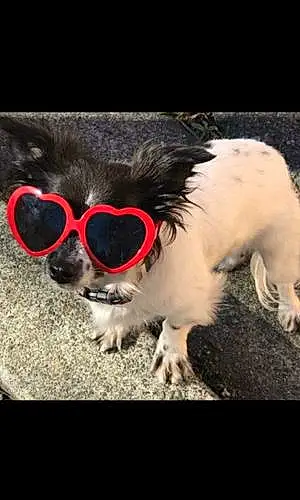 Name Chihuahua Dog Venus