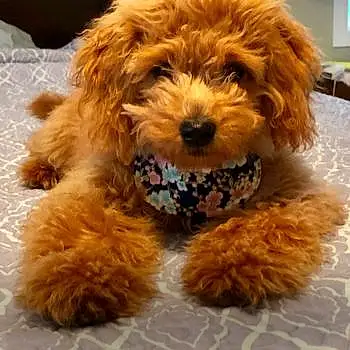 Anniedoodle