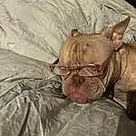 Dog, Carnivore, Comfort, Dog breed, Fawn, Ear, Wrinkle, Whiskers, Snout, Terrestrial Animal, Companion dog, Linens, Canidae, Duvet, Non-sporting Group, Flesh, Bedding