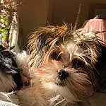 Dog, Eyes, Dog breed, Carnivore, Liver, Companion dog, Fawn, Working Animal, Shih Tzu, Toy Dog, Snout, Terrier, Small Terrier, Close-up, Canidae, Furry friends, Maltepoo, Terrestrial Animal
