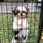 Dog, Plant, Dog breed, Fence, Carnivore, Pet Supply, Mesh, Companion dog, Line, Fawn, Dog Crate, Whiskers, Terrestrial Animal, Grass, Toy Dog, Snout, Service, Wire Fencing, Canidae