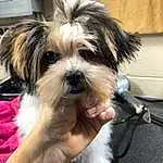 Dog, Carnivore, Working Animal, Toy Dog, Companion dog, Dog breed, Liver, Terrier, Small Terrier, Furry friends, Biewer Terrier, Maltepoo, Shih-poo, Canidae, Non-sporting Group, Yorkipoo, Puppy