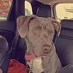 Dog, Car, Carnivore, Dog breed, Vehicle Door, Vehicle, Fawn, Automotive Exterior, Companion dog, Car Seat, Auto Part, Vroom Vroom, Tints And Shades, Snout, Fender, Working Animal, Collar, Windshield, Window
