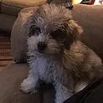 Dog, Dog breed, Carnivore, Companion dog, Toy Dog, Snout, Working Animal, Furry friends, Terrier, Small Terrier, Yorkipoo, Maltepoo, Canidae, Whiskers, Shih-poo, Water Dog, Non-sporting Group