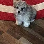 Dog, Carnivore, Dog breed, Wood, Companion dog, Toy Dog, Hardwood, Snout, Water Dog, Small Terrier, Terrier, Wood Flooring, Working Animal, Furry friends, Canidae, Maltepoo, Wood Stain, Shih-poo
