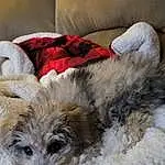 Dog, Carnivore, Dog breed, Comfort, Fawn, Companion dog, Toy Dog, Dog Supply, Snout, Whiskers, Small Terrier, Terrier, Furry friends, Canidae, Working Animal, Yorkipoo, Maltepoo, Couch, Non-sporting Group